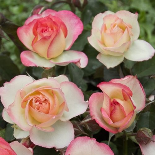 Sárga - rózsaszín - Rózsa - Lake Como® - Online rózsa vásárlás